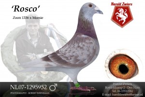 Rosco NL07-1295952