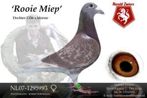 NL07-1295993 Red Miep