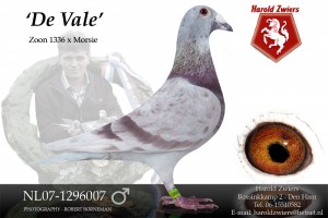 NL07-1296007 De Vale